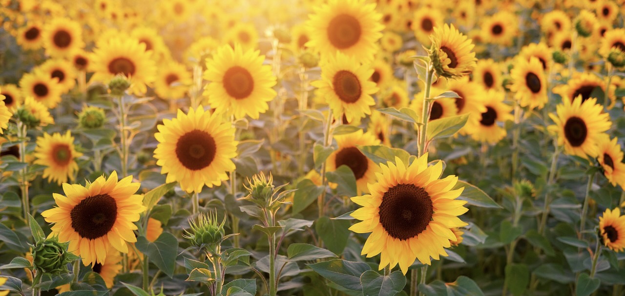 a field of sunflowers