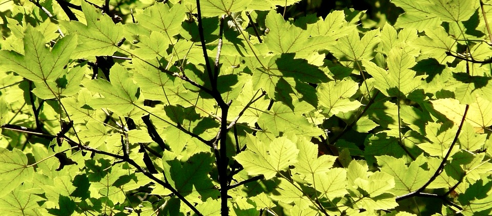 sulight through leaves on a tree