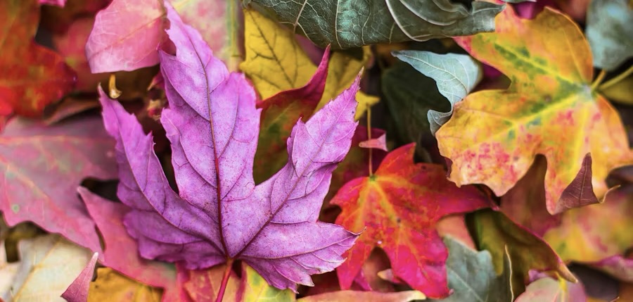 colorful fall leaves