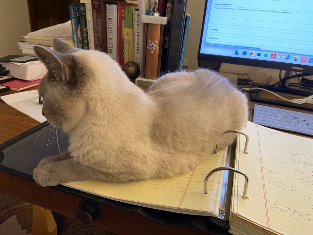 Kaci sitting on a notebook on our desk