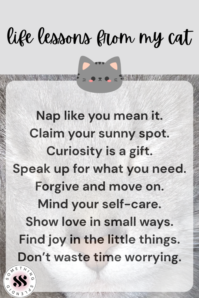 my cat with the text "life lessons from my cat" and a listing of the 9 lessons